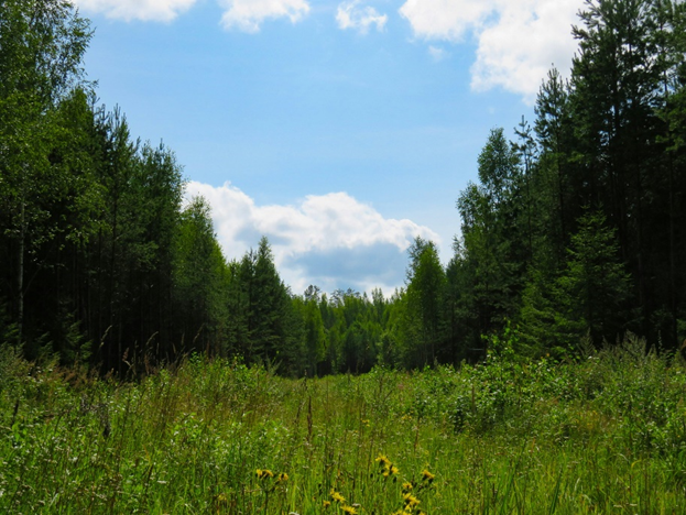 Geführter Waldgang mit Naturpädagogin