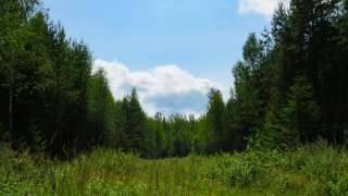 Wald